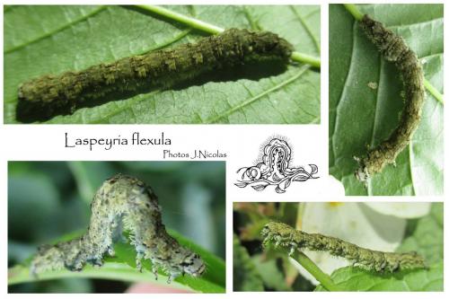Réf. 189 089 : Laspeyria flexula
